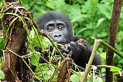 Ugandas faszinierende Tierwelt erwartet Sie