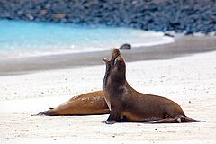 Silver Galapagos Galapagos Tierwelt