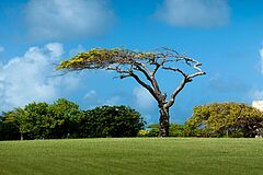 Tree Rosewood Jumby Bay