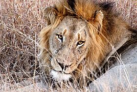 Südafrika    Südafrika