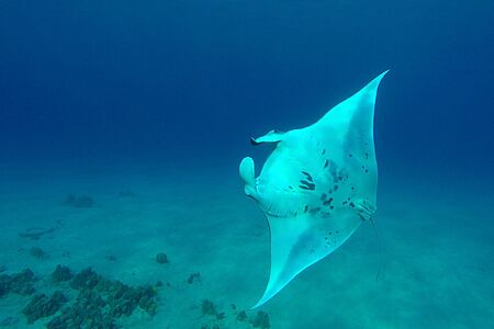 Private Wal- und Mantarochen-Tour vor Big Island Beim Segeltörn in der Dämmerung erleben Sie einen traumhaften Sonnenuntergang und gehen auch noch ins Wasser. In der weltberühmten „Manta Ray Village“ nämlich, wo Sie mit Mantarochen schnorcheln und von den Experten vor Ort Wissenswertes über die majestätischen Meeresbewohner erfahren.