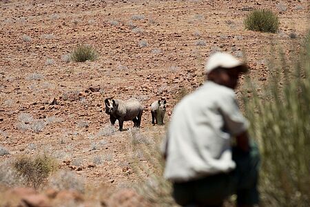 Buschwanderung Sie wollen Afrika sehen, riechen und spüren? Dann unternehmen Sie in Begleitung eines erfahrenen Rangers eine Walking-Safari. Zu Fuß erleben Sie den Busch nicht nur hautnah, sondern erfahren Insiderwissen, das Ihnen auf einem Autositz vorenthalten bleibt. Im privaten Ongava Reservat begeben Sie sich auf die Spur der vom Aussterben bedrohten Spitz- und Breitmaulnashörner.