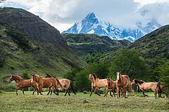 Horses explora PATAGONIA