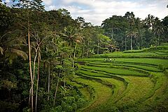 Natur - Como Shambala Estate at Begawan Giri Resort