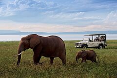 Kommen Sie bei einer Jeep Safari Elefanten ganz nah