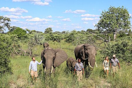 Eine Nacht unter Elefanten Wollen Sie den Dickhäutern so richtig nahekommen? Dann verbringen Sie eine Nacht im Abu Star Bed, einer Dependance der Abu Lodge, die direkt im Elefanten Camp liegt. Sie schlafen auf einer erhöhten Plattform und hören die ganze Nacht das leise, einschläfernde Atmen der Tiere. Am nächsten Morgen frühstücken Sie mit ihnen, füttern Sie und wandern mit ihnen durch den Busch.
