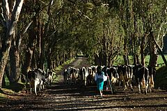 Farm Hacienda Zuleta