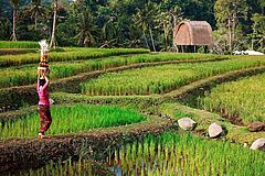 Reisfeld Mandapa, a Ritz Carlton Reserve