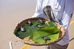 Schildkröten Txai Resort