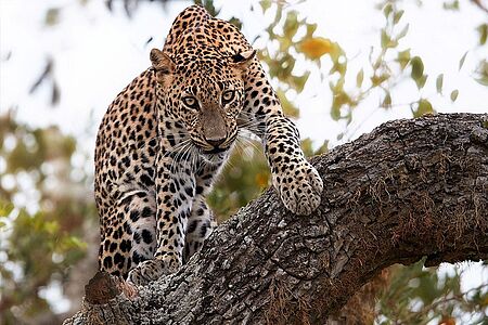 Elefanten- und Leoparden-Safari Sri Lanka trumpft mit einem sagenhaften Reichtum an Pflanzen und Wildtieren auf. Damit dieses Paradies erhalten bleibt, ist knapp ein Drittel der Insel als Nationalpark und Schutzgebiet ausgewiesen. Leoparden lassen sich gut im Yala und im Wilpattu Nationalpark beobachten. Wer Elefanten sehen möchte, der sollte im Minneriya Nationalpark auf Safari gehen.