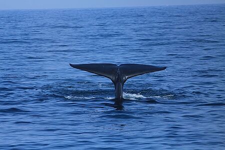 Whale watching mit Meeresbiologen Es ist ein unglaubliches Gefühl, einen Wal aus der Nähe zu beobachten. Erst wenn er auftaucht und neugierig auf das Boot zu schwimmt, bekommt man eine Vorstellung von der Größe und der Kraft dieser Säugetiere. Unsere Touren werden von einem Meeresbiologen begleitet, der Ihnen viel zu den Walen, ihrem Lebensraum und ihrem sozialen Verhalten erzählt.