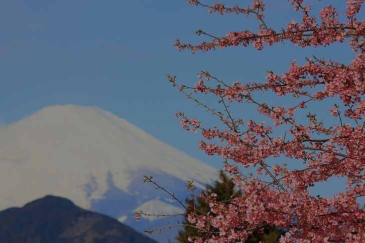 Kirschblüten Japan