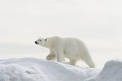 Silver Explorer Eisbär