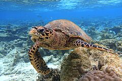 Schildkröte Raffles Maldives Meradhoo