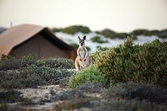 Wildlife Sal Salis Ningaloo Reef Camp