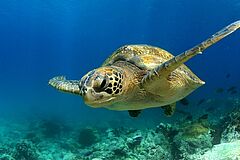 Schildkröte Thanda Island Villa