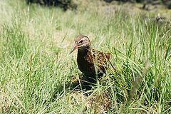 Vogel Suedinsel Mahu Whenua