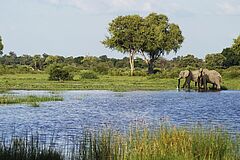 Wildlife Vumbura Plains Camp
