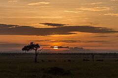 Sonnenaufgang Angama Mara