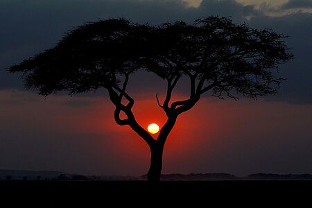 Hochzeit feiern im Herzen von Afrika Romantischer geht’s nicht: zelebrieren Sie ungestört und von Schönheit umgeben die innigste aller Feierlichkeiten in der Angama Mara Lodge. Sie sind bereits verheiratet? Wie wäre es dann mit einer Erneuerung Ihres Ehegelübdes in dieser einzigartigen Umgebung?