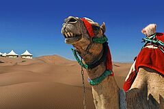 Kamel Dunes By Al Nahda
