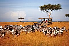 Zebras Saruni Mara