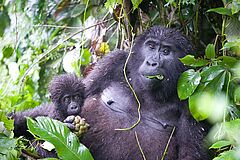 Erleben Sie Ugandas Gorillas hautnah