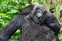 Erleben Sie die faszinierenden Gorillas hautnah