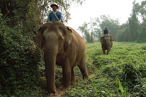 Chiang Rai -  Four Seasons Tented Camp Golden Triangle