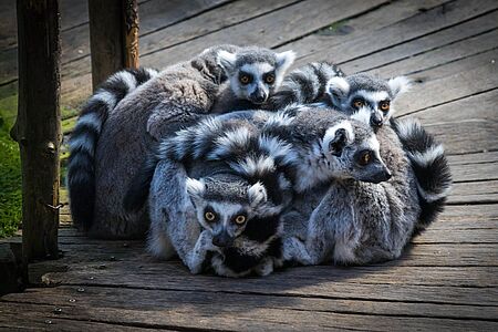 Schmiede, Töpfer und Elche im Skansen Das älteste Freiluftmuseum der Welt nimmt Sie mit auf eine besondere Reise durch Schweden. Sie blicken in Höfe und Gebäude aus unterschiedlichen Jahrhunderten hinein und erleben alte wie neue Handwerkskunst und Traditionen live. Halten Sie auch Ausschau nach heimischen Wildtieren und exotischen Tieren aus aller Welt.