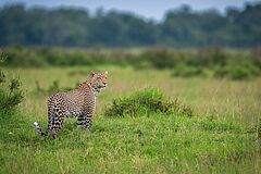 Leopard Angama Mara