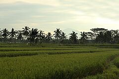 traumhafte Landschaft - Alila Ubud