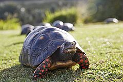 Schildkroete Mandarin Oriental Canouan