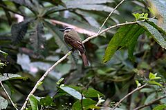 Bird Mashpi Lodge