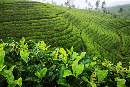 Sir Lipton auf der Spur Sir Thomas Lipton liebte es, auf dem Lipton´s Seat zu sitzen,  seine Teeplantagen von oben zu begutachten und den Blick bis zum Meer zu genießen. Dieses Panorama können auch Sie erleben. Wandeln Sie auf seinen Spuren zum herrlichen Viewpoint Lipton´s Seat. Der Weg führt durch das Lipton-Anbaugebiet und man kann den Pflückerinnen bei der Arbeit zuschauen.