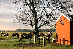 Pferde Estancia la Bamba