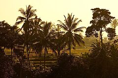 Reisfelder - Uma Ubud