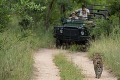 Aktivitäten Singita Ebony Afrika