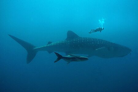 Mit Walhaien schwimmen an der Riviera Maya Starten Sie diesen außergewöhnlichen Tag mit einem köstlichen Frühstück auf einer 60 Fuß langen, luxuriösen Sunseeker Predator Yacht. Auf einem Glasfaserboot treffen Sie dann Ihren zertifizierten Guide, der Sie auf die Begegnung mit den Walhaien vorbereitet. Mittags: Lunch de Luxe in einem der besten Strandclubs auf der Isla Mujeres.