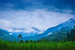 Felder COMO Uma Punakha