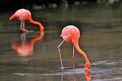 Silver Galapagos Flamingos
