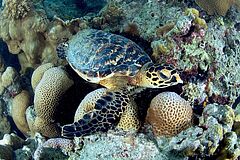 Turtle Four Seasons Resort Seychelles at Desroches Island