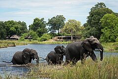 Elefanten Kings Pool