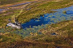 Airboat Hires Ka'ana Resort