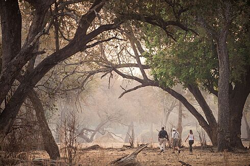 Mana Pools National Park -  Chikwenya Camp