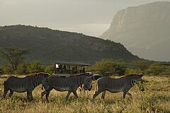 Zebras Saruni Samburu
