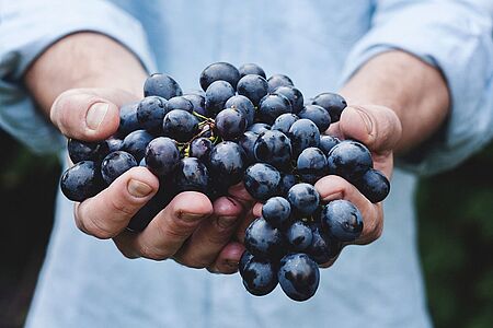 Besuch auf dem Weingut Emiliana Das Weingut Emiliana im Casablanca Tal legt besonderen Wert auf Biodiversität. Erleben Sie bei einer privaten Führung durch die Gärten die außergewöhnliche Vielfalt und Fülle an Flora und Fauna. Genießen Sie ein Mittagessen, entdecken Sie die liebevoll angelegten Weinstöcke und lassen Sie sich im Weinkeller mit vier der leckeren Sorten verwöhnen.