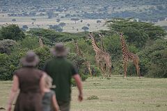 Bushwalk Saruni Wild