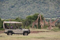 Giraffen Saruni Mara