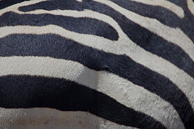 Simbabwe    Simbabwe